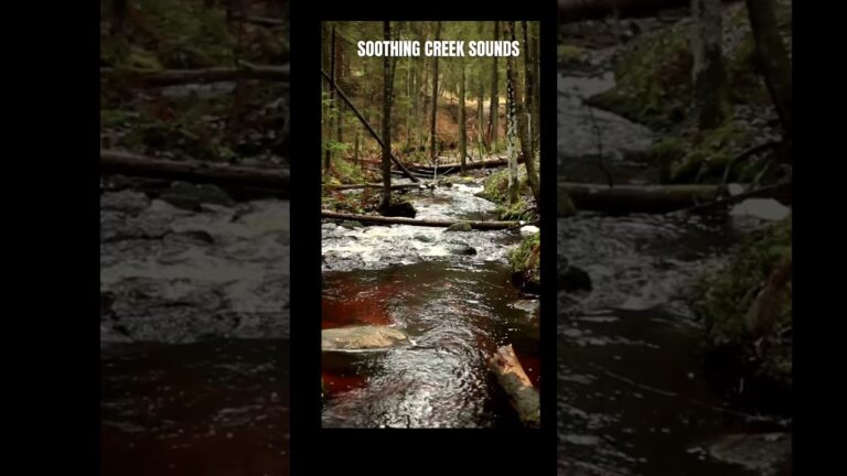 Soothing Creek Sounds #shorts