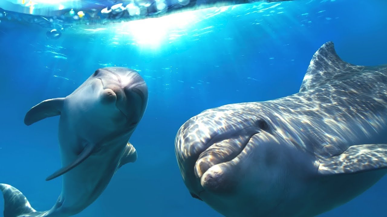 Relaxing Music for Stress Relief. Dolphin singing. Soothing Music for Meditation, Therapy, Sleep