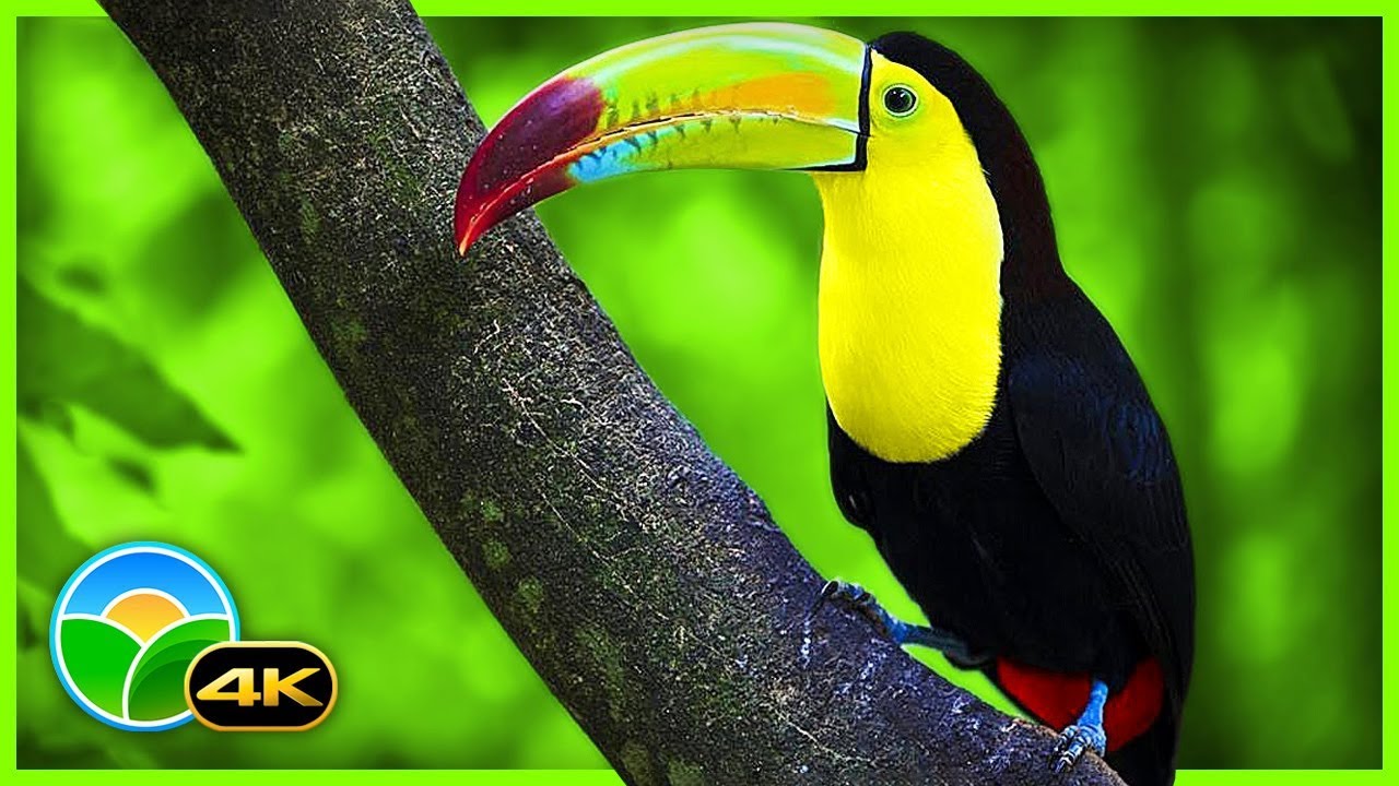 Breathtaking Colors of Nature in 4K III 🐦Beautiful Nature - Sleep Relax Music 4K UHD TV Screensaver