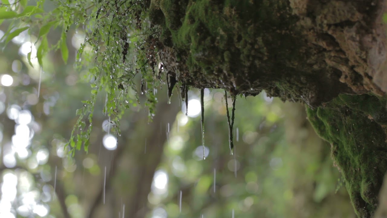 Raindrops Forest Moss Sounds For Sleeping - Relaxing Sounds Check It Out! #shorts
