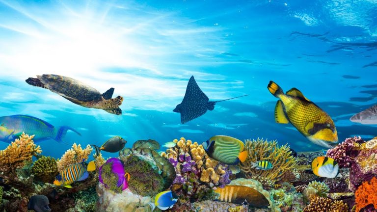 The Best 4K Aquarium for Relaxation 🐠 Sleep Relax Meditation Music - 2 hours - 4K UHD Screensaver