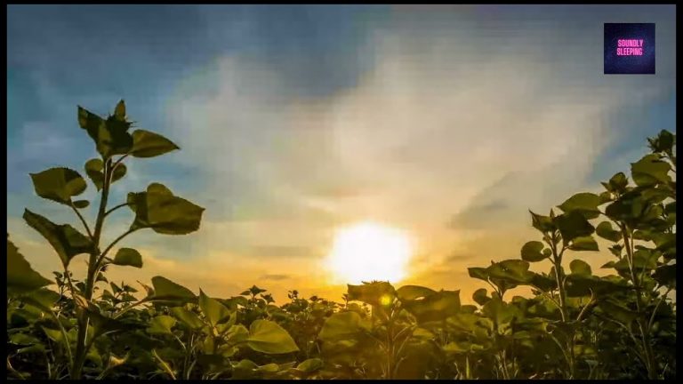 Beautiful Morning Sunrise - Singing Birds And Soothing Music   Beautiful Sunrise Popular Video