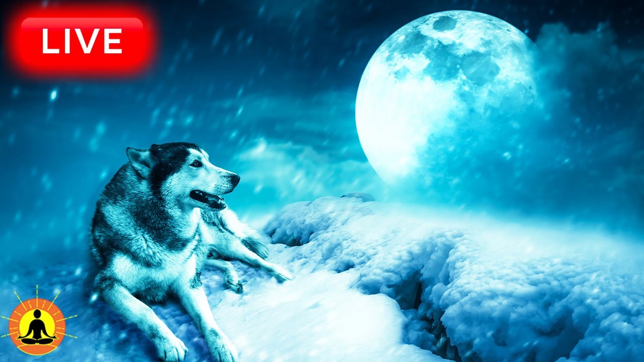 🔴 Deep Sleep Music 24/7, Sleeping Music, Insomnia, Meditation Music, Zen, Yoga, Study Music, Sleep