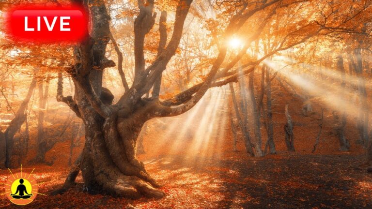 🔴 Relaxing Music 24/7, Stress Relief Music, Sleep Music, Meditation Music, Study, River Sounds