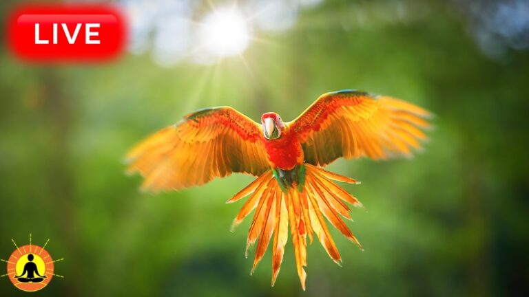 🔴 Relaxing Music 24/7, Healing Music, Meditation Music, Spa Music, Sleep, Zen, Study, River Sounds