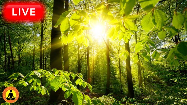 🔴 Relaxing Music 24/7, Healing Music, Meditation Music, Spa Music, Sleep Music, Zen, Rain Sounds