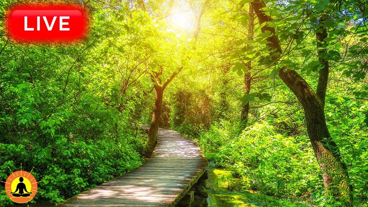 🔴 Relaxing Music 24/7, Stress Relief Music, Sleep Music, Meditation Music, Study, Calming Music