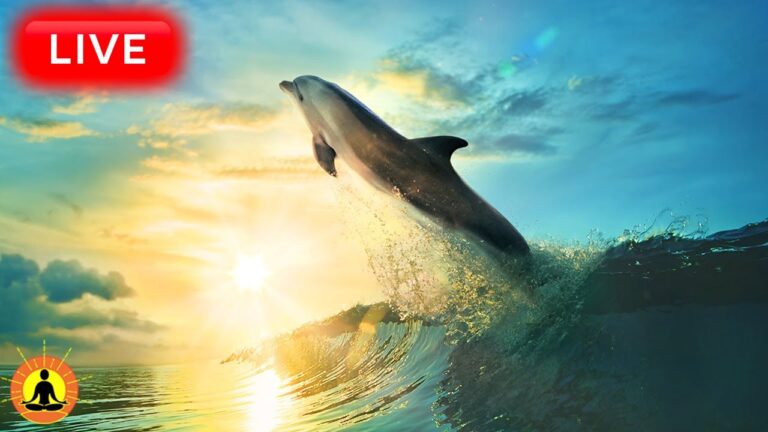 🔴 Relaxing Music 24/7, Meditation Music, Sleep Music, Yoga, Zen, Sleeping Music, Study Music, Sleep