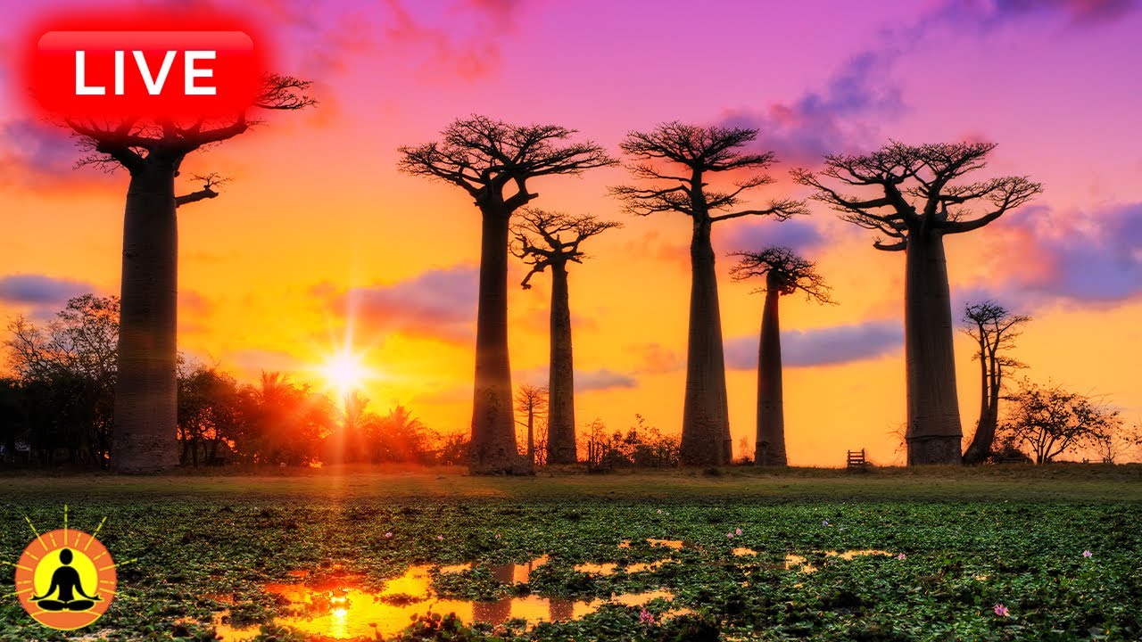 🔴 Relaxing Music 24/7, Stress Relief Music, Sleep Music, Meditation Music, Study, Calming Music