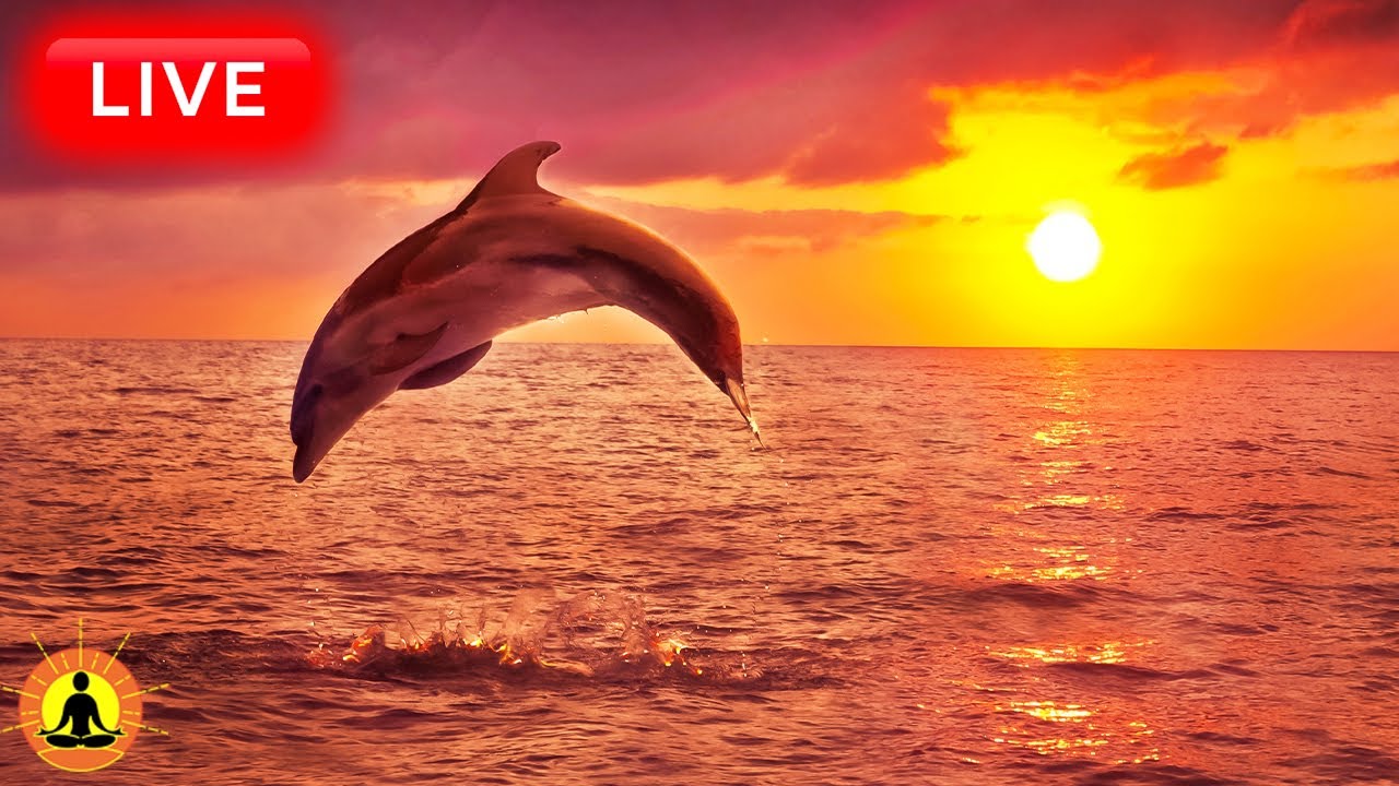 🔴 Sleep Music 24/7, Meditation Music, Calming Music, Sleep, Relaxing Music, Study, Sleeping Music