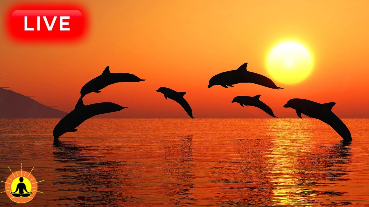 🔴 Relaxing Music 24/7, Sleep Music, Stress Relief Music, Spa, Meditation, Yoga, Zen, Sleeping Music
