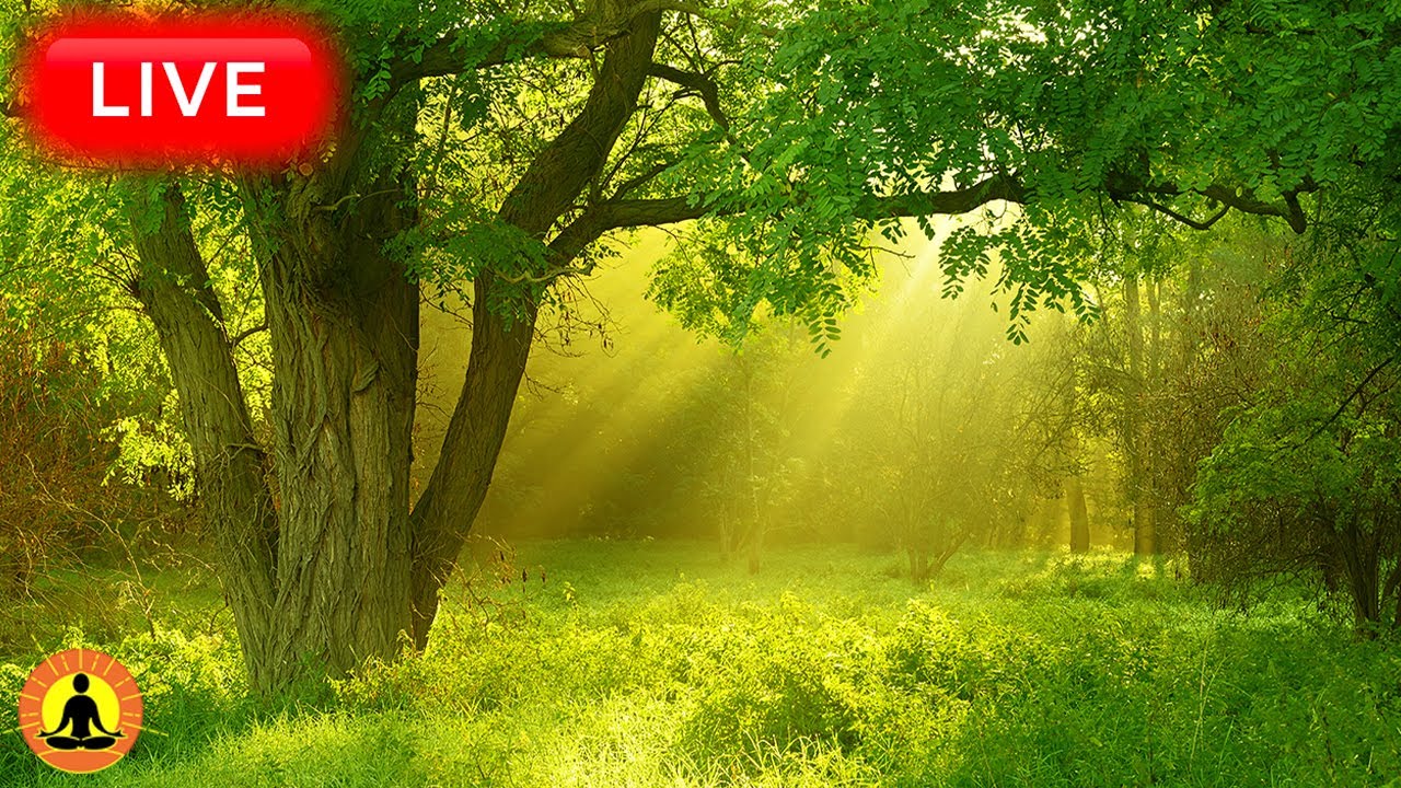 🔴 Relaxing Music 24/7, Healing Music, Meditation Music, Spa Music, Sleep, Zen, Flowing Stream