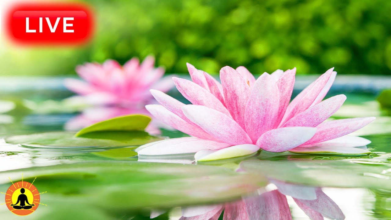 🔴 Relaxing Music 24/7, Healing Music, Meditation Music, Spa Music, Sleep, Zen, Study Music, River