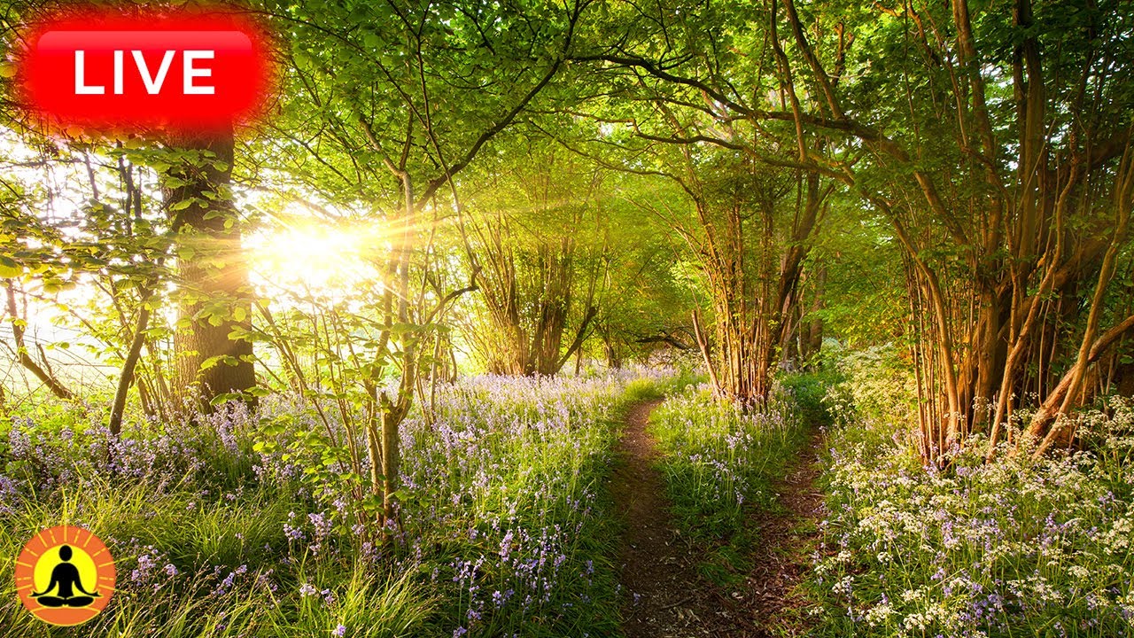 🔴 Relaxing Music 24/7, Sleep Music, Stress Relief Music, Spa, Meditation, Yoga, Zen, Sleeping Music