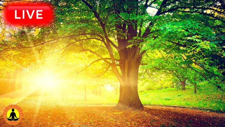 🔴 Relaxing Music 24/7, Healing Music, Meditation Music, Spa Music, Sleep, Zen, Study Music, River