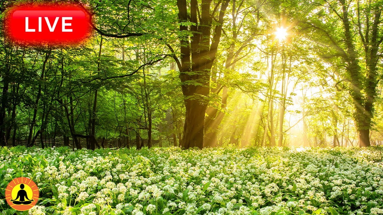 🔴 Relaxing Music 24/7, Healing Music, Meditation Music, Spa Music, Sleep, Zen, Study Music, River