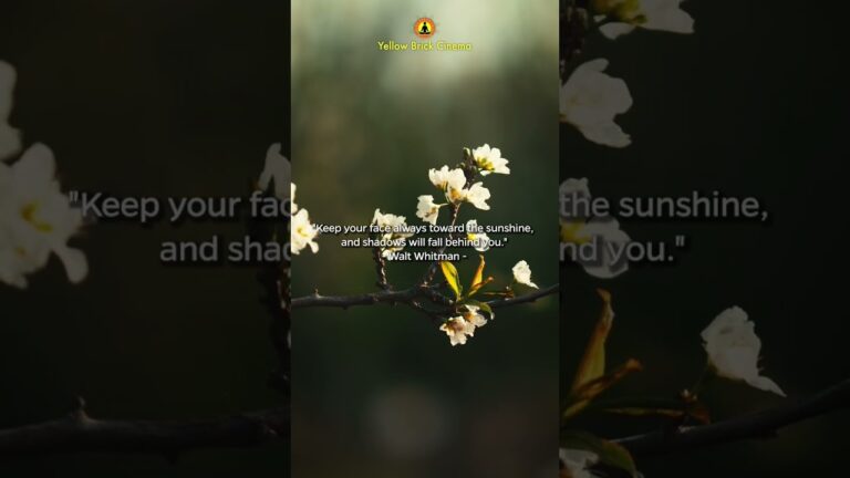 Keep your face always toward the sunshine ☀️ #shorts #relaxingmusic