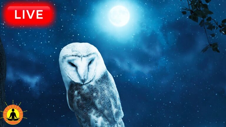 🔴 Sleep Music 24/7, Peaceful Music, Insomnia, Relaxing Music, Calming Music, Meditation Music, Rain