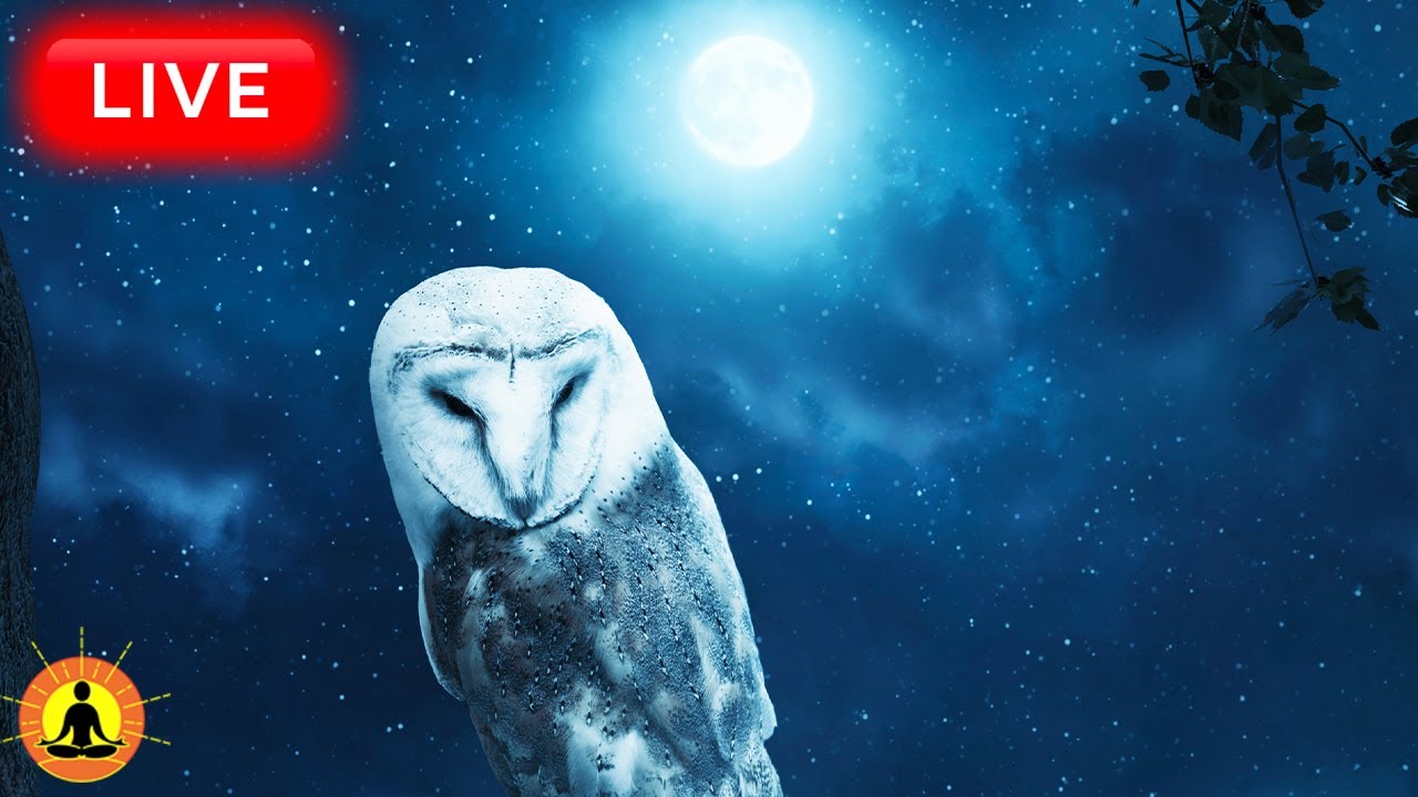 🔴 Sleep Music 24/7, Peaceful Music, Insomnia, Relaxing Music, Calming Music, Meditation Music, Rain