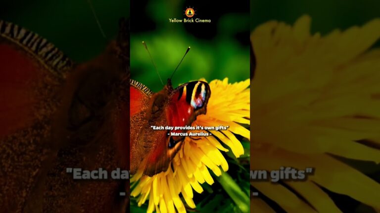 “Each day provides it’s own gifts” 🦋 #shorts #relaxingmusic #relaxingsounds