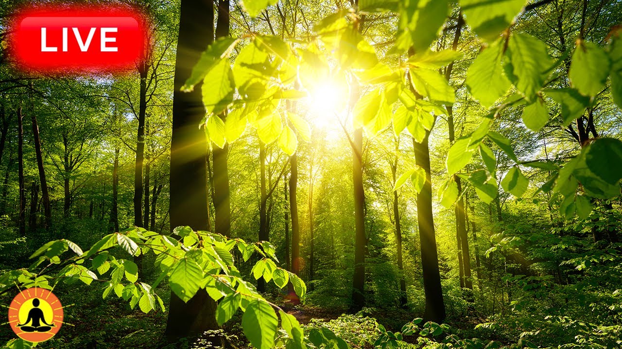 🔴 Relaxing Sleep Music 24/7, Calm Music, Yoga, Sleep Meditation, Spa, Study Music, Thunderstorm