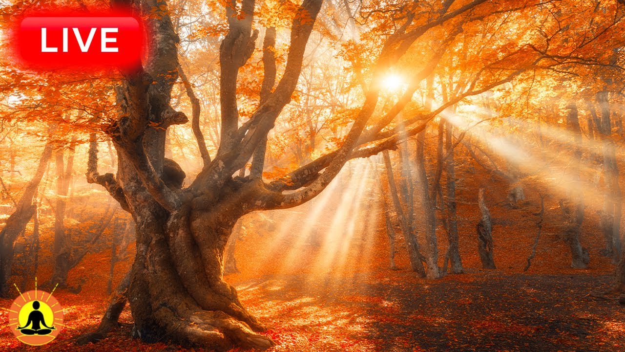 🔴 Relaxing Music 24/7, Stress Relief Music, Sleep Music, Meditation Music, Study, Waterfall