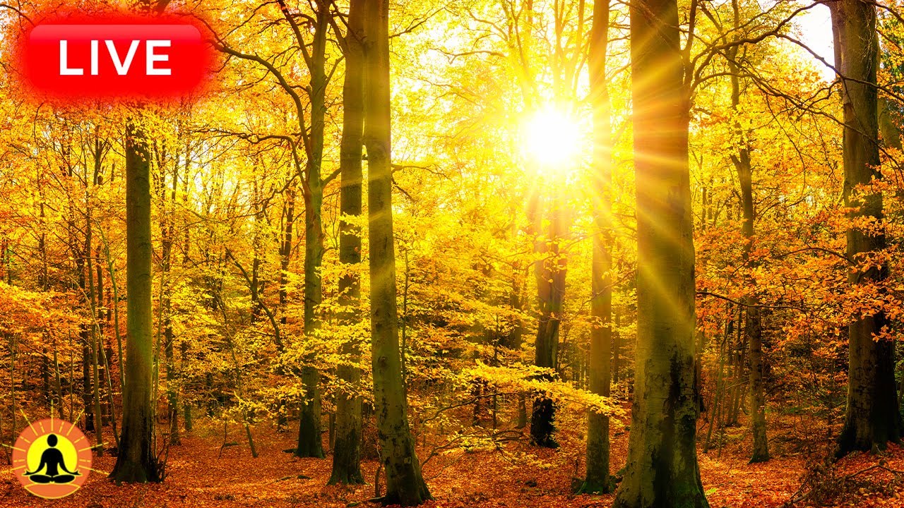 🔴 Relaxing Music 24/7, Sleep Music, Stress Relief Music, Spa, Meditation, Yoga, Zen, Flowing River