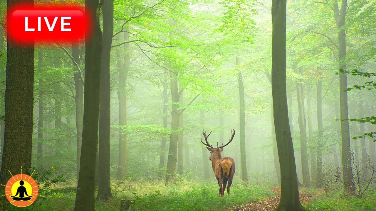 🔴 Relaxing Music 24/7, Stress Relief Music, Sleep Music, Meditation Music, Study, Calming Music