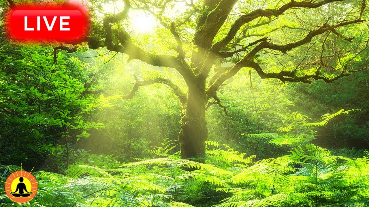 🔴 Relaxing Music 24/7, Stress Relief Music, Sleep Music, Meditation Music, Study, Flowing River