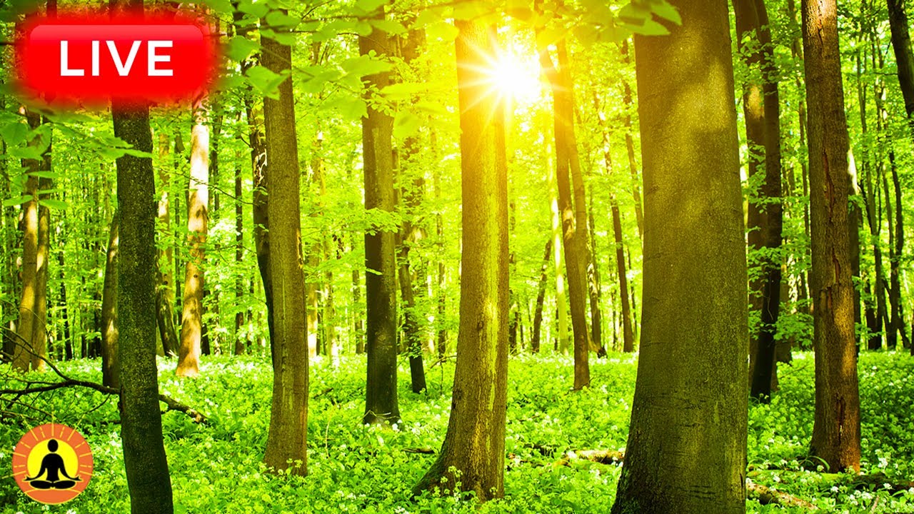 🔴 Relaxing Music 24/7, Stress Relief Music, Sleep Music, Meditation Music, Study, Flowing River