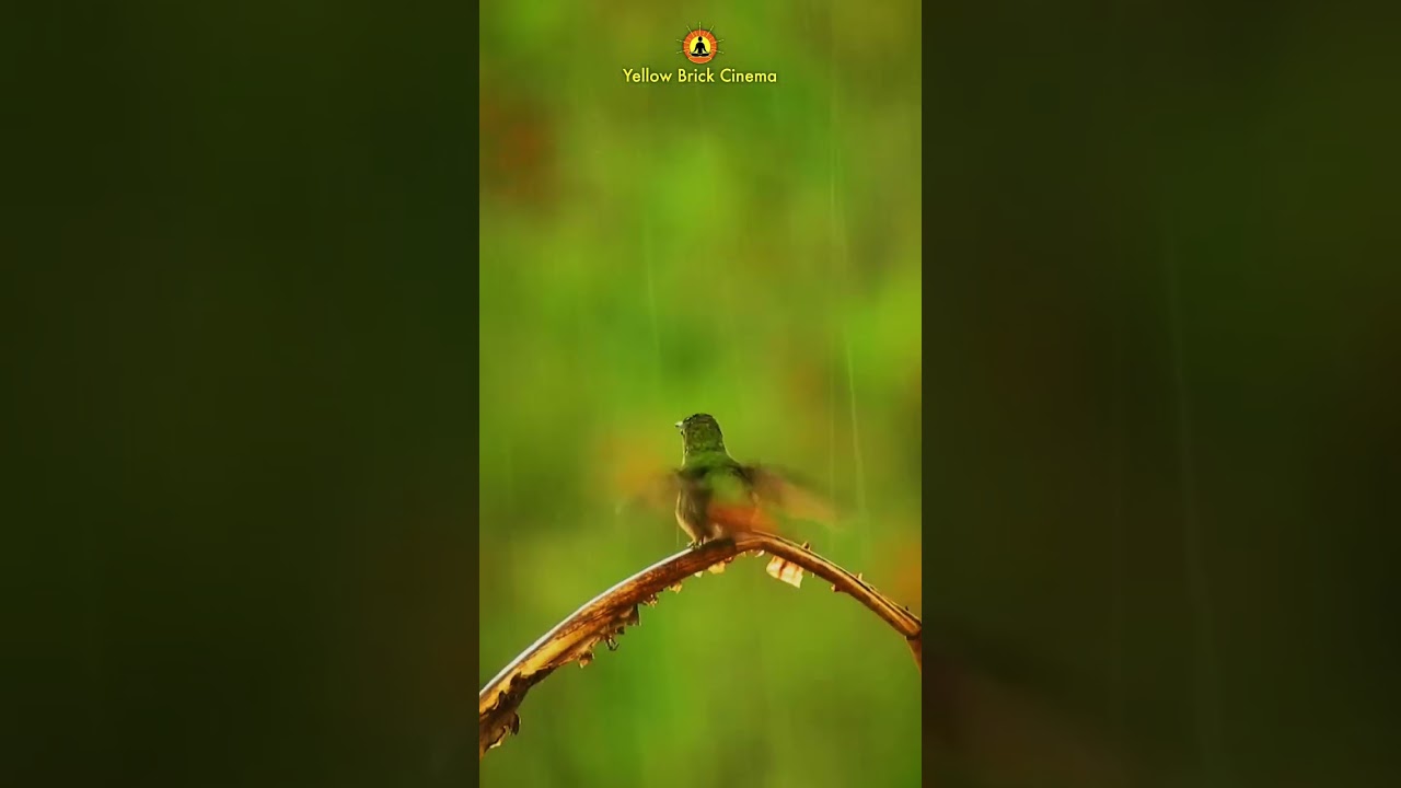 You will find beauty everywhere you go 🌿 #shorts #relaxingnaturesounds