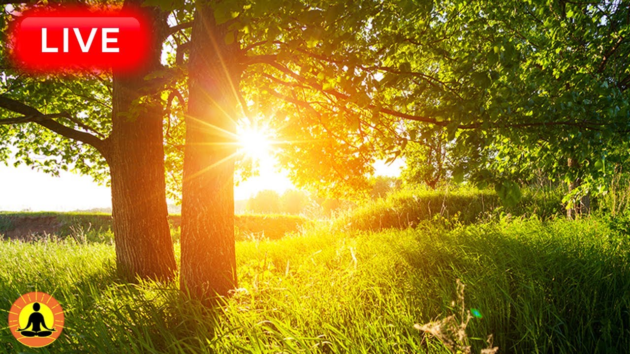 🔴 Relaxing Music 24/7, Sleep Music, Stress Relief Music, Spa, Meditation, Yoga, Zen, Flowing Stream