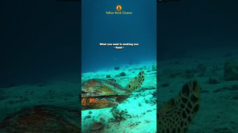 What you seek is seeking you #shorts #relaxingmusic