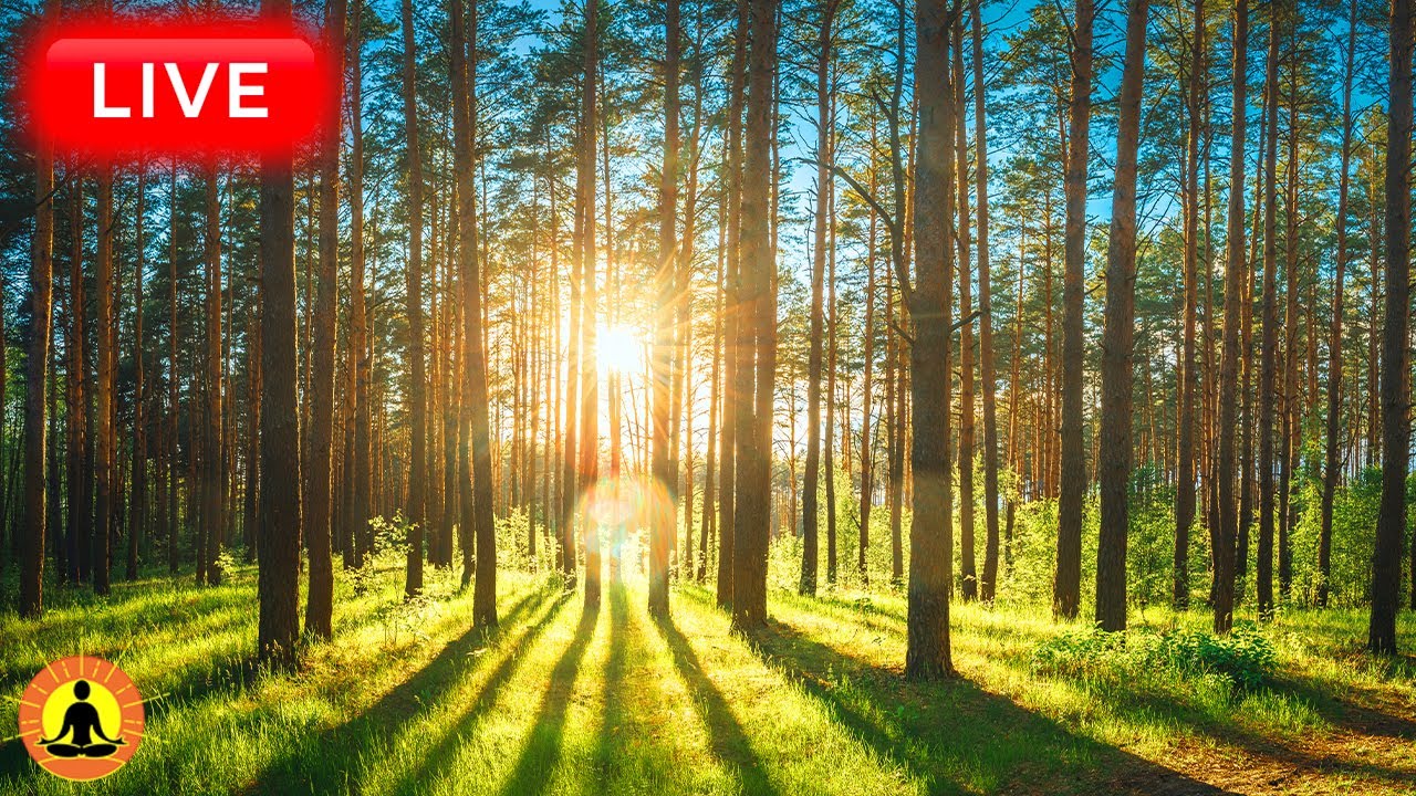 🔴 Relaxing Music 24/7, Sleep Music, Stress Relief Music, Spa, Meditation, Yoga, Zen, Gentle Stream