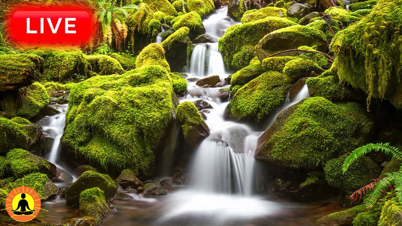 🔴 Relaxing Zen Music 24/7, Stress Relief Music, Sleep Music, Meditation Music, Study, Flowing Stream