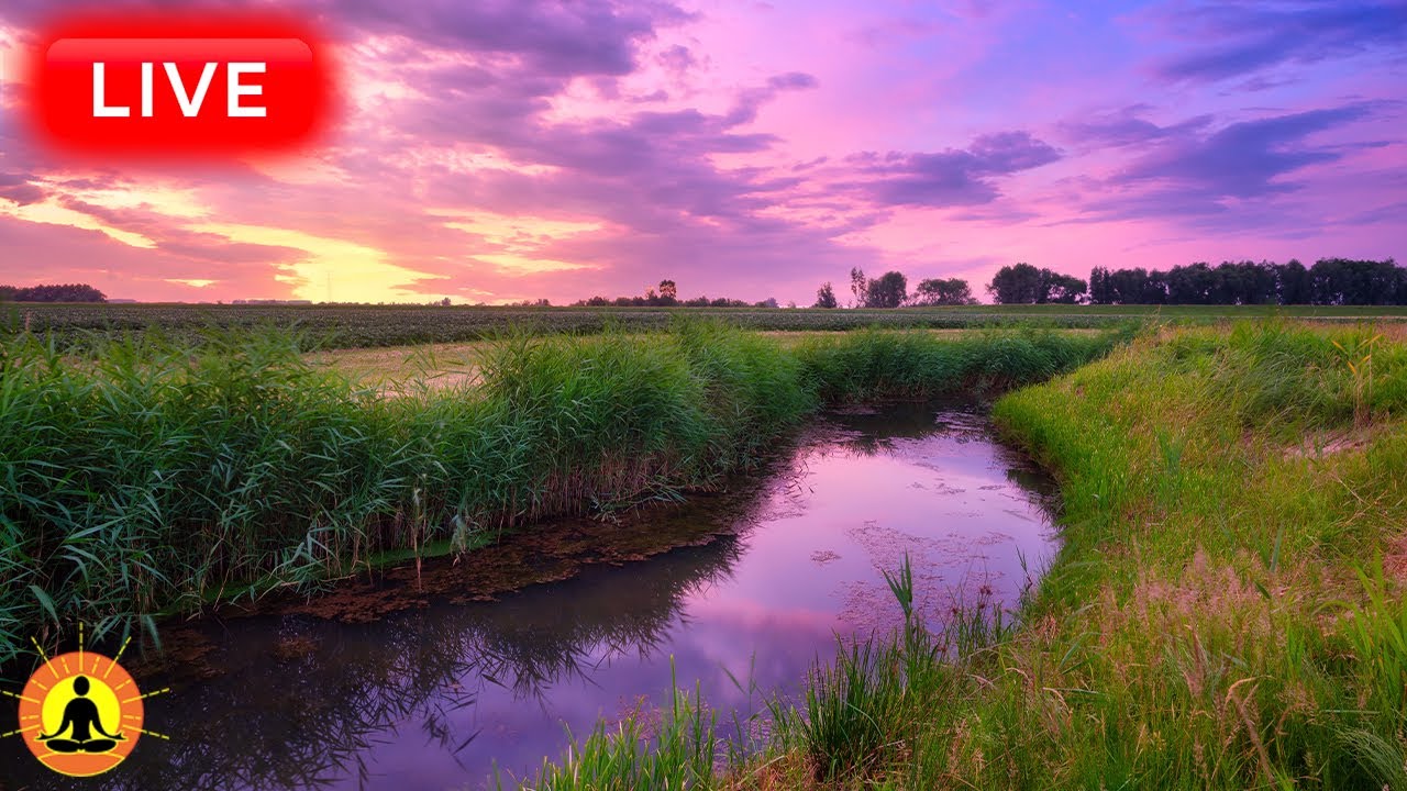 🔴 Relaxing Music 24/7, Healing Music, Meditation Music, Spa Music, Sleep, Zen, Study Music, River