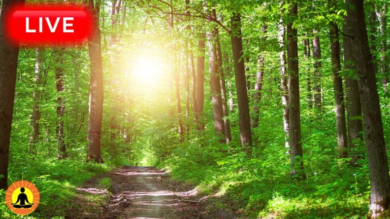 🔴 Relaxing Zen Music 24/7, Stress Relief Music, Sleep Music, Meditation Music, Study, Gentle Stream