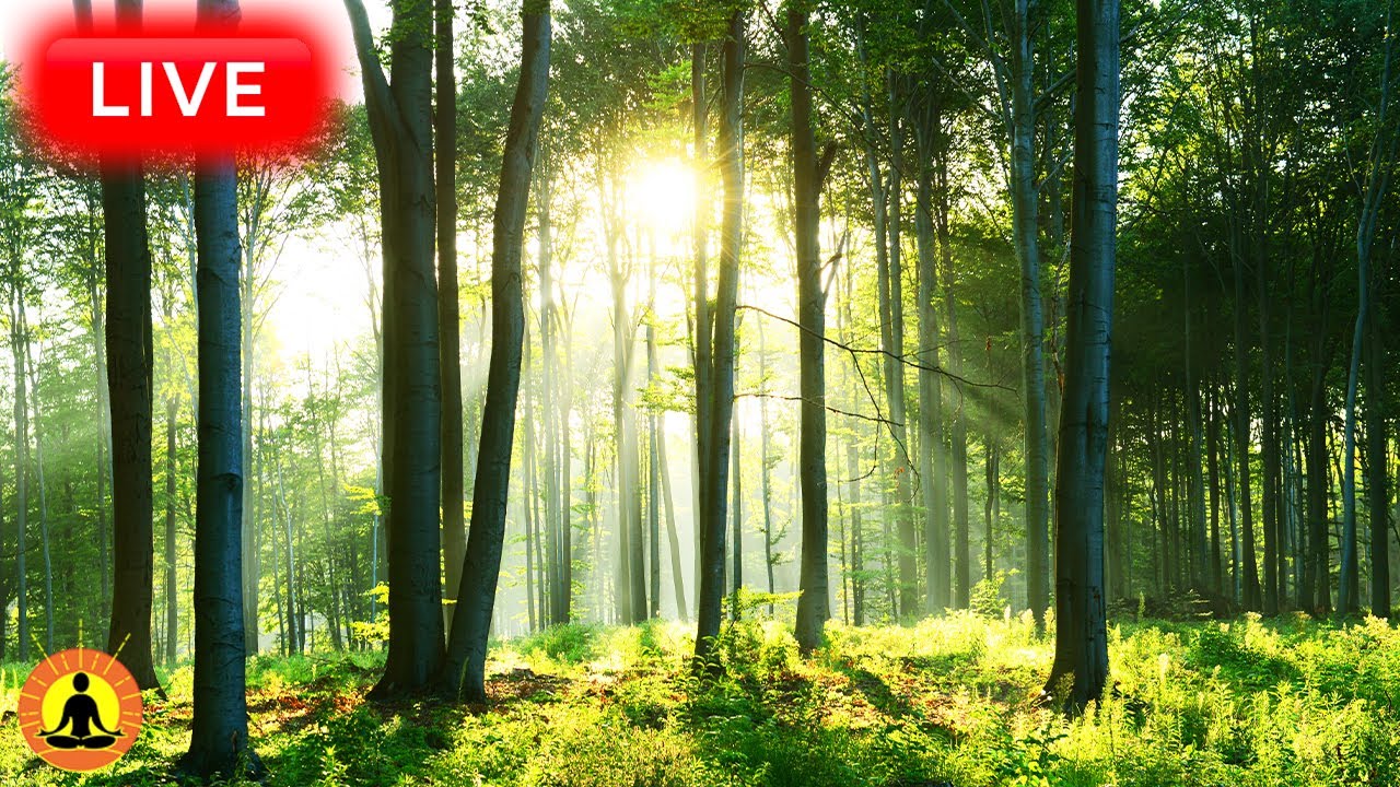 🔴 Relaxing Music 24/7, Stress Relief Music, Sleep Music, Meditation Music, Study, Gentle Stream