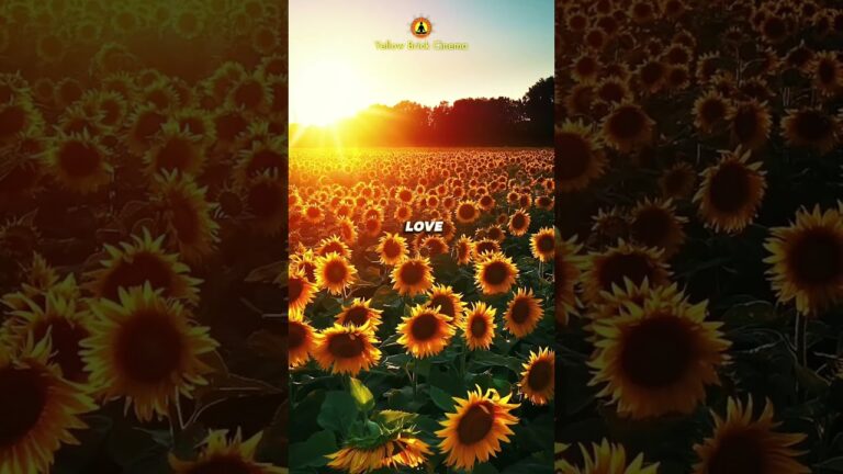 Love each moment 🌻#short #relaxingmusic