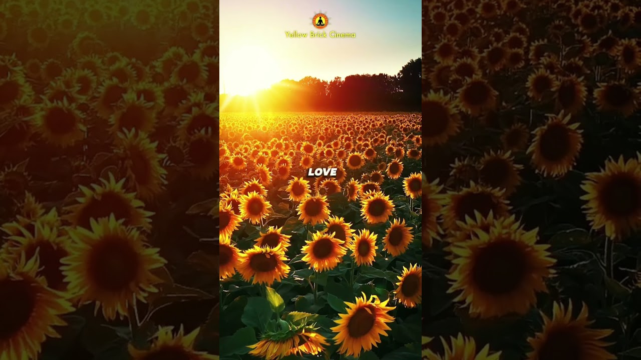 Love each moment 🌻#short #relaxingmusic