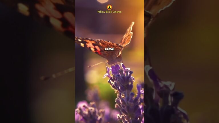 Never lose hope 🙏 #shorts #relaxingmusic