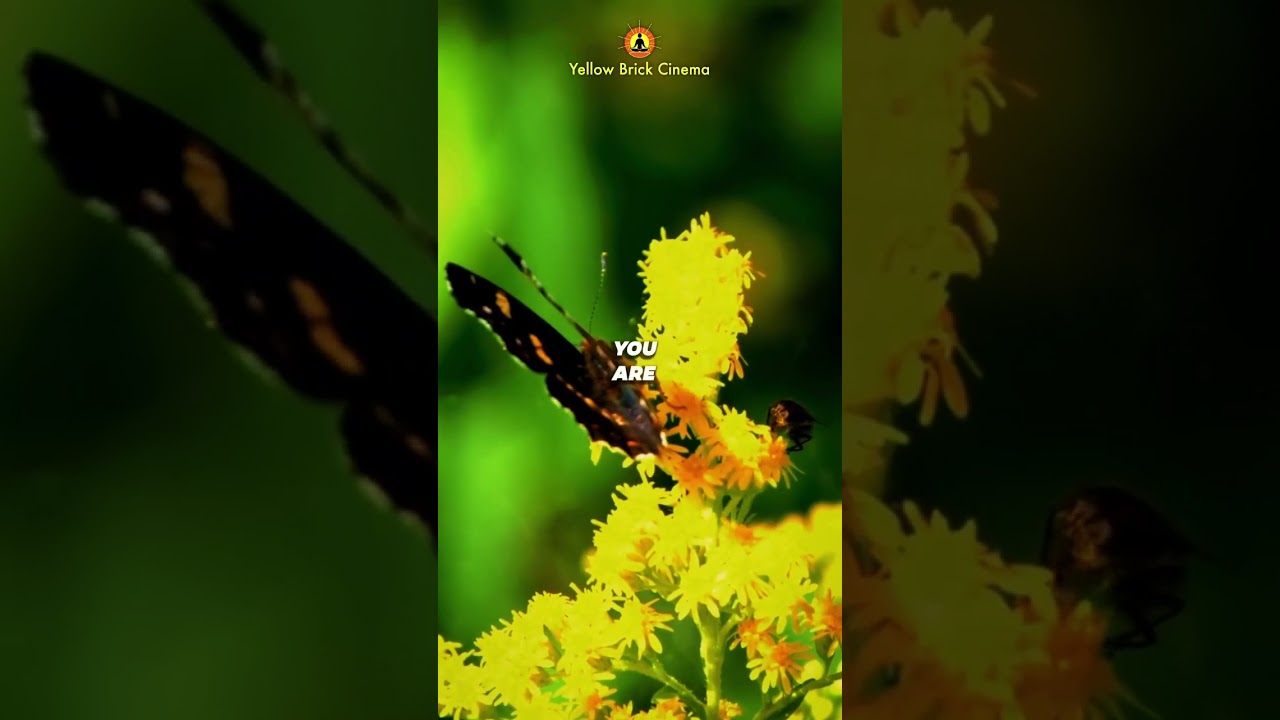 You are important 💛 #shorts #relaxingmusic