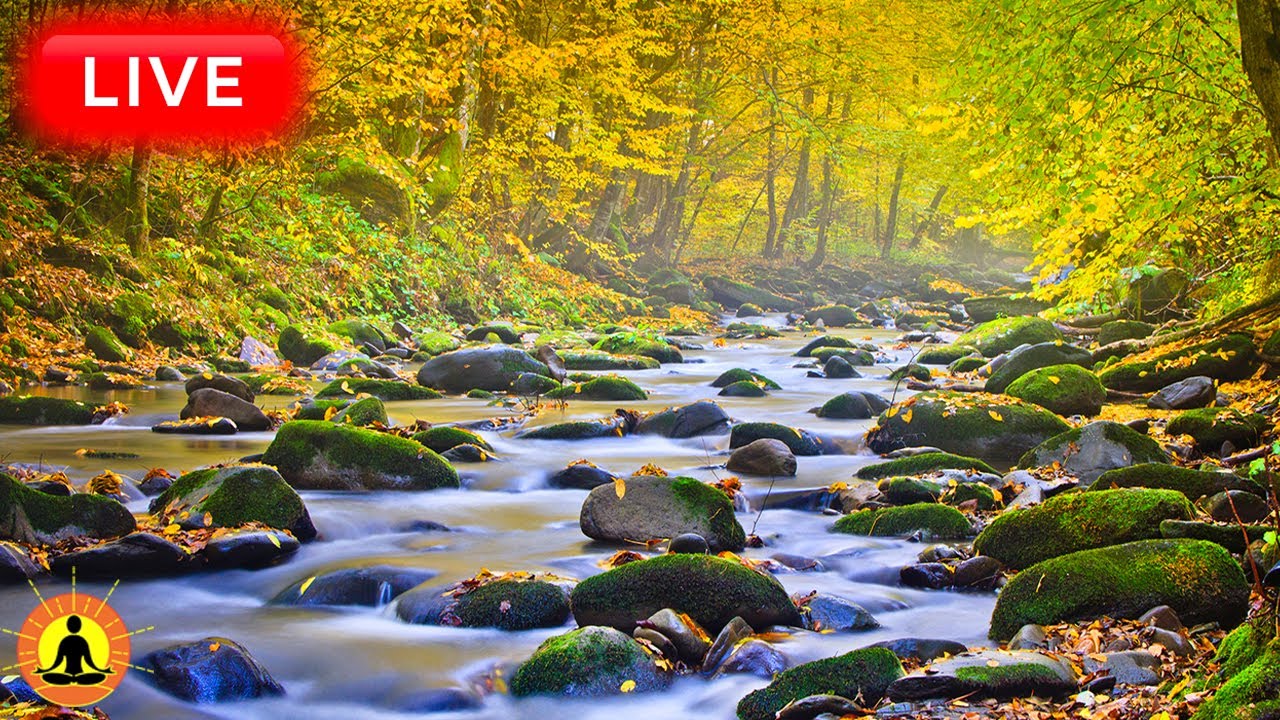 🔴 Relaxing Music 24/7, Sleep Music, Stress Relief Music, Spa, Meditation, Yoga, Zen, Flowing River