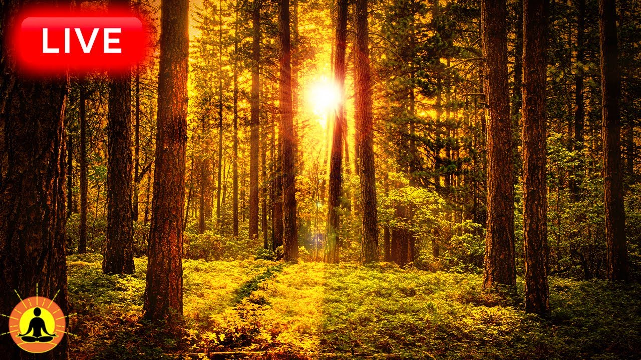 🔴 Relaxing Music 24/7, Sleep Music, Stress Relief Music, Spa, Meditation, Yoga, Zen, Flowing River