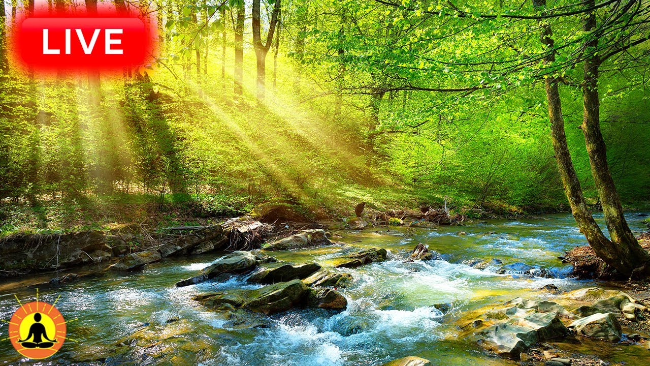 🔴 Relaxing Zen Music 24/7, Stress Relief Music, Sleep Music, Meditation Music, Study, Flowing Stream