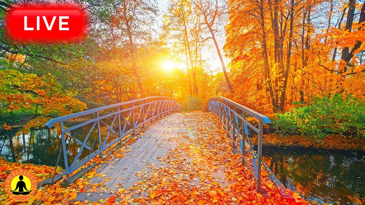 🔴 Relaxing Music 24/7, Healing Music, Meditation Music, Spa Music, Sleep, Zen, Study Music, River