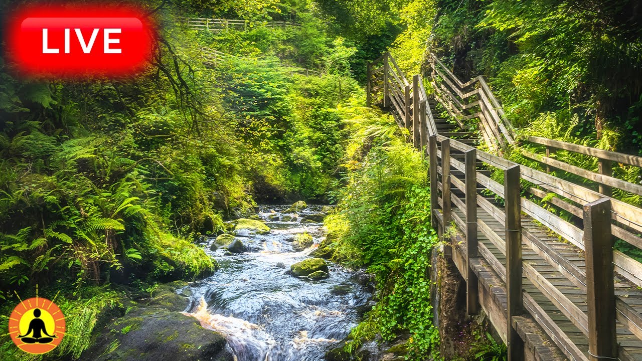 🔴 Relaxing Music 24/7, Stress Relief Music, Sleep Music, Meditation Music, Calming Music, River