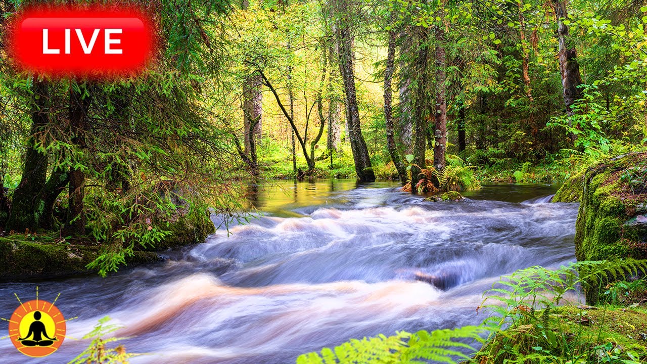 🔴 Relaxing Zen Music 24/7, Healing Music, Meditation Music, Spa Music, Sleep, Zen, Flowing Stream