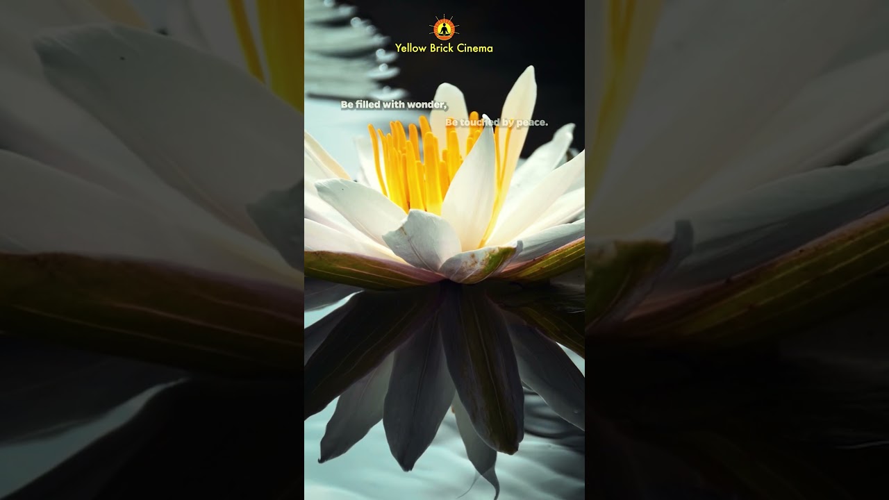 Be touched by peace 🧘 #shorts #relaxingmusic