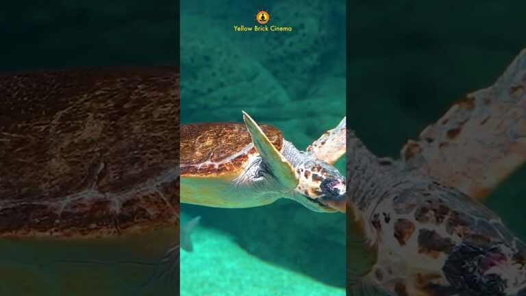 If light is in your heart, you will find your way home 🌊 #shorts #relaxingmusic #relaxing